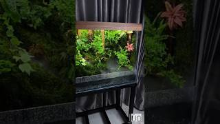 Corner of Ban Mai RainForest terrarium paludarium shorts [upl. by Ysirhc]