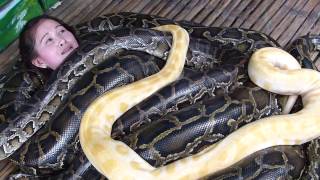 SCARY SNAKE MASSAGE4 GIANT PYTHONS AT CITY ZOO CEBU PHILIPPINESTRAVEL ADVENTURE [upl. by Anneis]