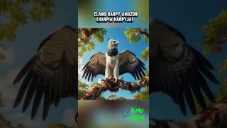 Elang Harpy Amazon  Harpia Harpyjahewanunik hewanlangkahewanhutanamazonilmusainsmengenalhewan [upl. by Adara107]