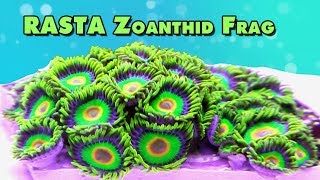 Rasta Zoanthid  100 Polyps fragging and close ups [upl. by Xella]