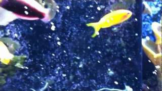 400 Gallon Reef System Update  Radiant Wrasse Halichores iridis [upl. by Idola]