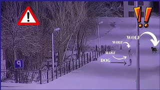 Do Wolves Attack Humans  Wolves Attack Dogs At Night2022 [upl. by Bast]