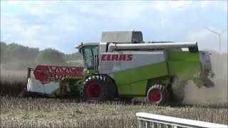 lexion 450 am Raps Dreschen Ernte 2023 [upl. by Alemac799]