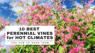 10 BEST PERENNIAL VINES for HOT CLIMATES  Growing in the Garden [upl. by Durward]