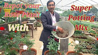 How to Repot your Rose Plant in SUPER POTTING MIX after Getting it from the Nursery [upl. by Lindberg]