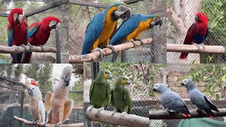 Macaw parrots complete information  Macaw parrot breeding tips  Macaw cage setup  مکاؤ پیرٹ [upl. by Aivil]