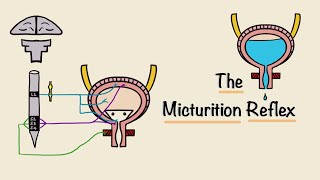 The Micturition Reflex  Bladder Nerve Supply  Renal Physiology [upl. by Adnilemreh]