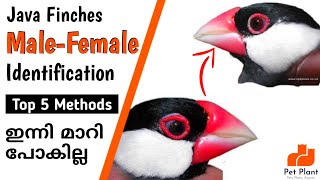 Java Finches Male and Female Identification  Java Sparrow  Finches Bird Malayalam  My Pet Plant [upl. by Yma]