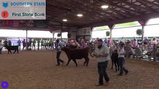 2024 Adams County Fair  Beef Breeding Feeder Calf Show [upl. by Cosenza]