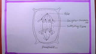 How To Draw Anaphase [upl. by Ardnoid]