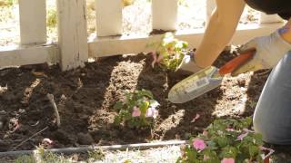 How to Space Impatiens in Planting  Garden Space [upl. by Gwendolyn]