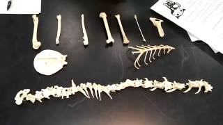 Cat Morphology Skeletal [upl. by Adela]