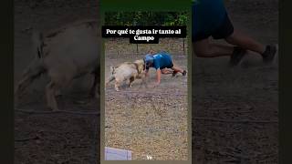 Soy de rancho agro nature mexico agrolife travel farming plantas shorts fyp animals sky [upl. by Nitas431]