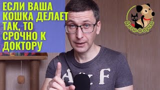 Цистит у кота кошки  Симптомы цистита у кошки  Лечение цистита у кошки [upl. by Ainadi]