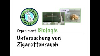 Experiment Biologie – Untersuchung von Zigarettenrauch [upl. by Ailee]