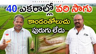 వరిలో కాండంతోలుచు పురుగు నివారణ  Paddy Stem Borer Control By Coromandel Prachand  Shiva AgriClinic [upl. by Eladnar467]