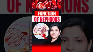 Functions Of Nephrons  NEET Concept neetbiology neet2025 riturattewal nephron [upl. by Placida]