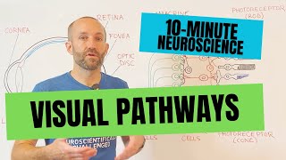 10Minute Neuroscience Visual Pathways [upl. by Alcine]