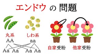 【生物】遺伝の規則性。エンドウの丸系としわ系。自家受粉と他家受粉を解説！【中3理科】 [upl. by Coop]