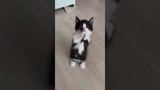 cat funny foryou funnycat cats pets catlover funnycats [upl. by Mraz785]