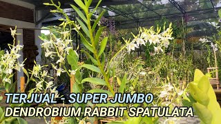 Terjualnya Rumpun Super Dendrobium Rabbit Spatulata [upl. by Ellenod425]