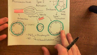 The KallikreinKinin System Part 3 [upl. by Melville869]