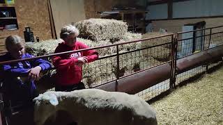 Wait what Hogg Haven Family Farms has sheep [upl. by Johnathon]