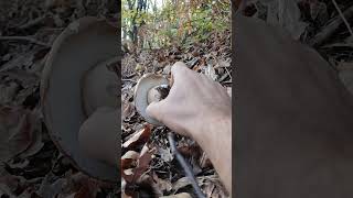 boletus fungi mushroom pilz funghiporcini nature vrganjBosnia 13112024 [upl. by Nathanial290]