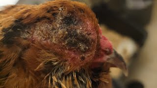 Fowl Pox treatment  before during and after I am not a veterinarian and this is not advice [upl. by Fianna105]