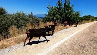 Trip To Trikeri Pelion Greece 🇬🇷 4K Video [upl. by Neeka]