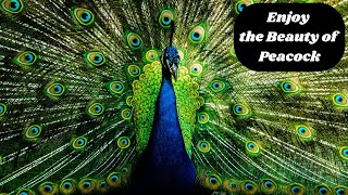 Enjoy the Beauty of Peacock  Feathers  Nature  National Bird [upl. by Aseiram]