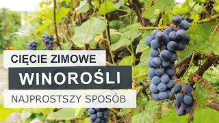 Jak przyciąć starszą winorośl Najprostszy sposób  Winogrona [upl. by Aisiram]