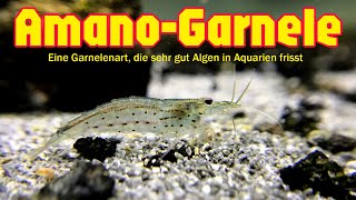 AmanoGarnele  Eine Garnelenart die sehr gut Algen in Aquarien frisst [upl. by Rupert393]