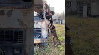 🔥K9 attack in the car COMPANIONODESSA Belgian Shepherd Malinois training Odessa 2024 [upl. by Ahseenak]