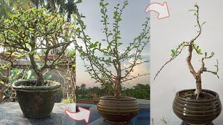 Carmona Microphylla Bonsai  How to trim Fukien Tea [upl. by Benedic]