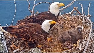 Watch Decorah Eagles Nest Cam  North Nest Live 247 Stream [upl. by Noeruat]