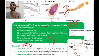 GIT Parasitology ll Schistosoma Mansoni [upl. by Ayanej]