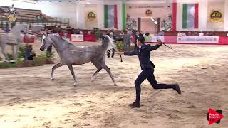 Italian Nationals 2019  Junior Fillies Championship [upl. by Lucho]