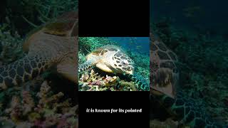 Hawksbill sea turtle [upl. by Thomson]