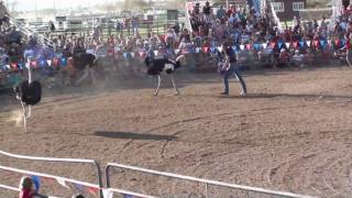 Ostrich Racing Emu Chasing  Ostrich Festival [upl. by Haissi]