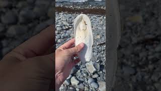 A Common Cuttlefish Sepia officinalis bone [upl. by Soo]