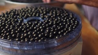 Drying Aronia Berry [upl. by Grof626]