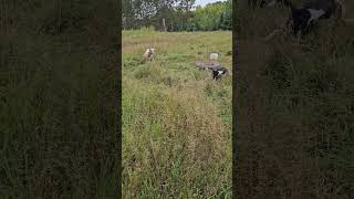 Dog meets lamb for the first time down on the farm ○Cute dog video○ RudyTheCheech cutedog [upl. by Janith531]