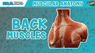 Muscles of the Back  Anatomy Model [upl. by Ateloiv]