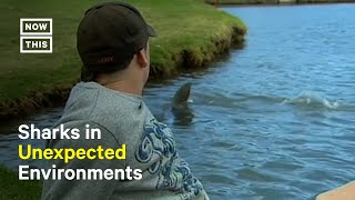 Bull Sharks Invaded This Australian Golf Course [upl. by Gratianna]