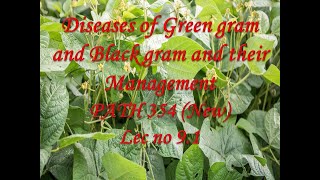 Diseases of Green gram and Black gram and their Management PATH 354 New Lec no 91 [upl. by Martin]