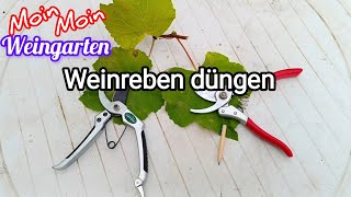 Weinrebe düngen Frühjahr Sommer Herbst NPK Mineraldünger [upl. by Able661]