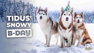 Huskies Chasing the LAST Snow on TIDUS BIRTHDAY  Husky Squad [upl. by Anahsal]