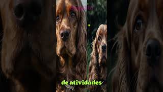 lcurtindopets cachorros mundopet canalpet [upl. by Elleiad]