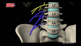 The Lumber Plexus  explained medicalstudent greysanatomy [upl. by Inek354]